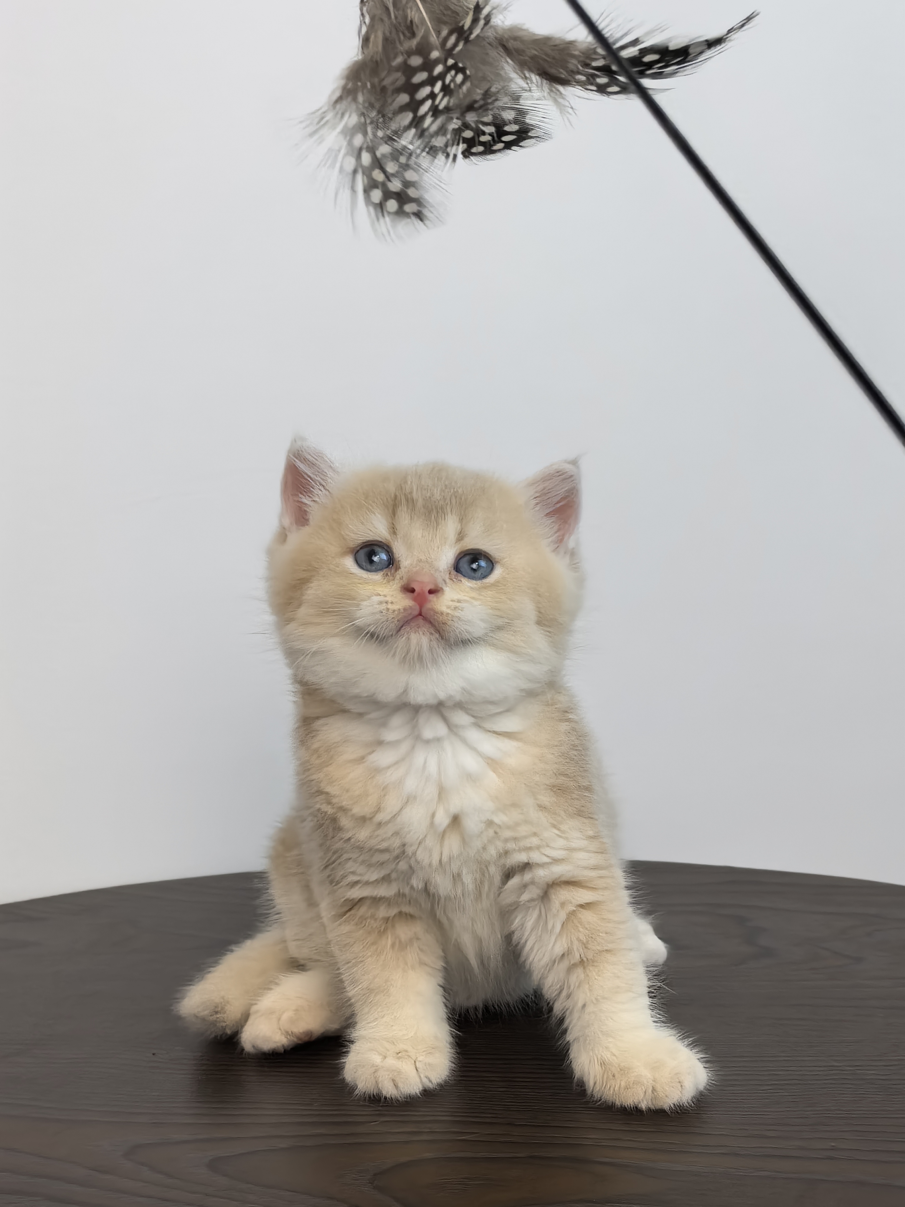 芋泥奶盖小甜猫